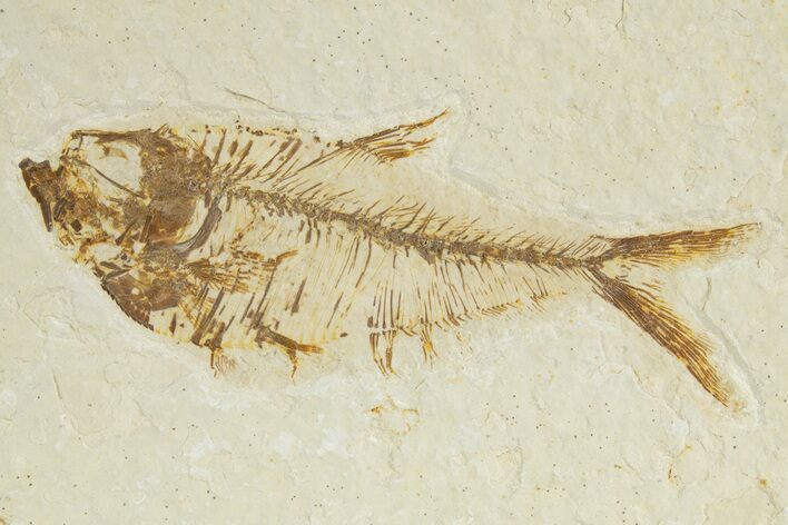 Detailed Fossil Fish (Diplomystus) - Wyoming #320360